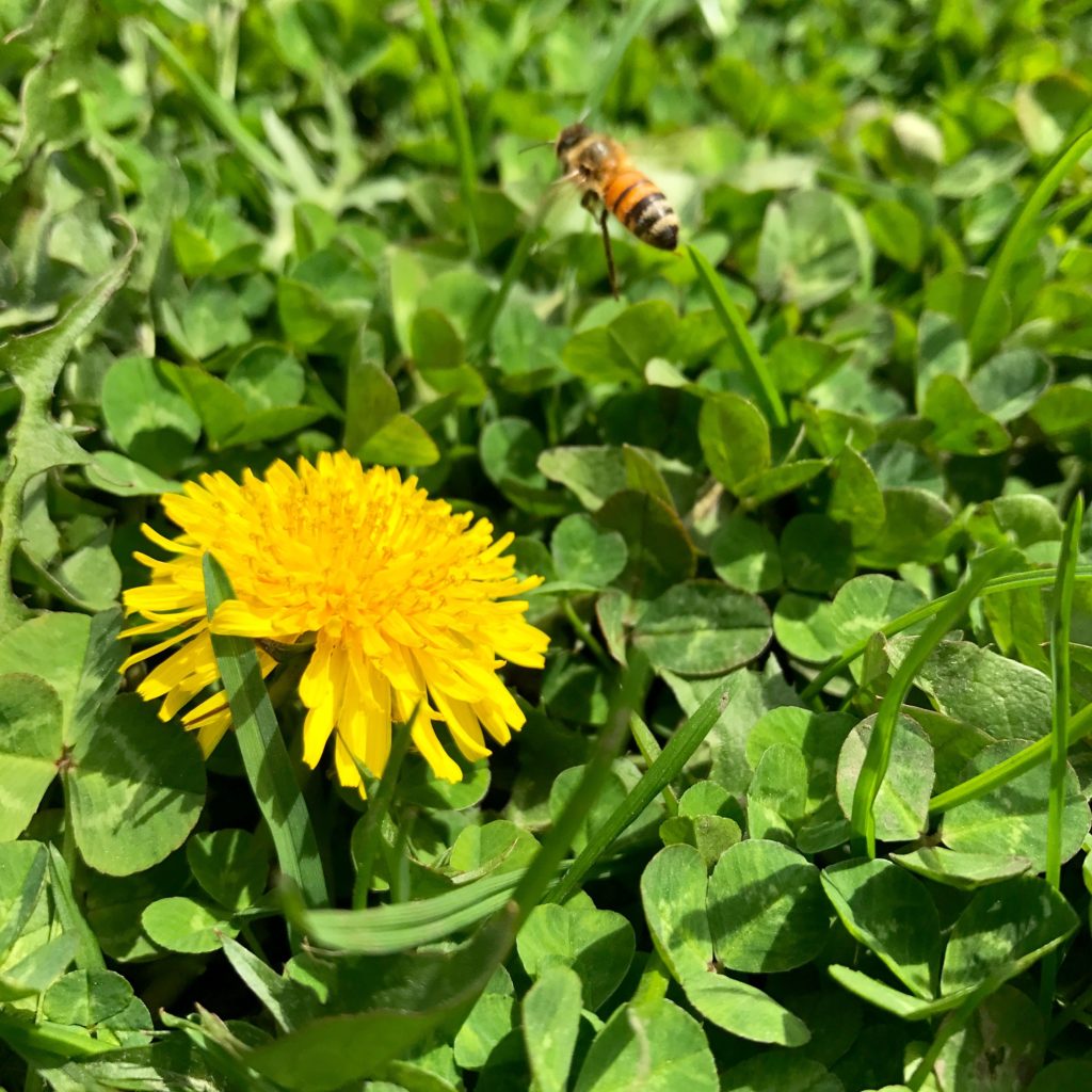 Dandelion Jelly Recipe