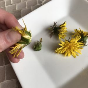 Mom's Dandelion Jelly 