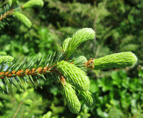 Carmelized Spruce Syrup