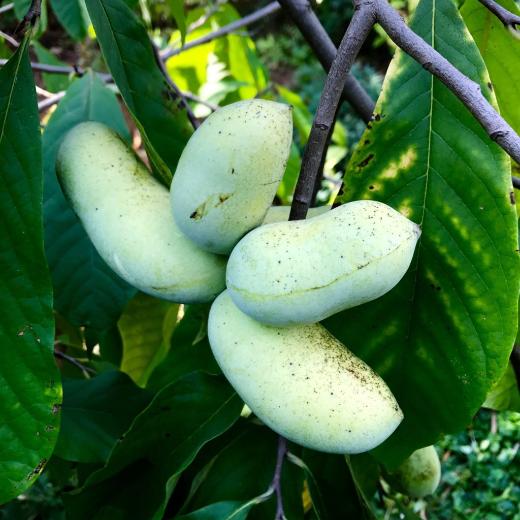 Pawpaw Ice Cream