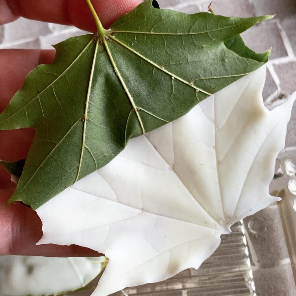 Paint and Peel Chocolate Leaves