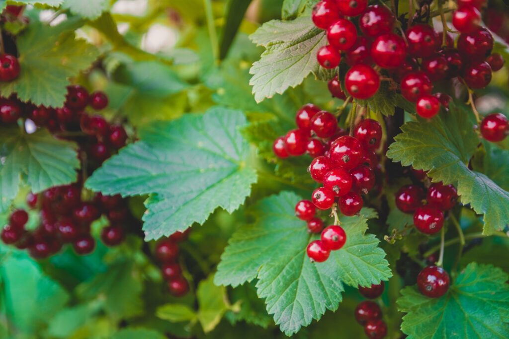 Red Currant Tart